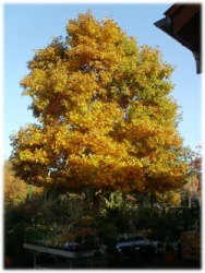 Tulpenbaum mit Herbstfrbung